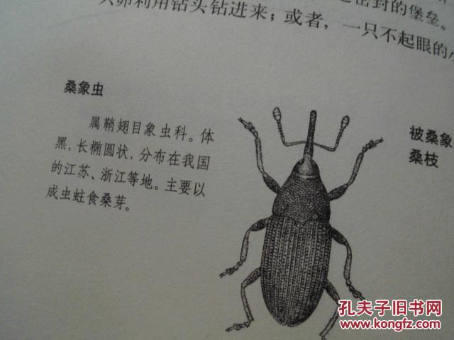 昆虫记(第3卷):石蜂的苦难
