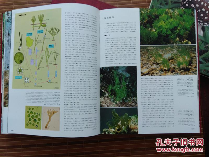 《 世界的植物》(精装16开连函12册全) 植物图谱 植物百科全书