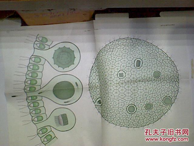 团藻的有性生殖