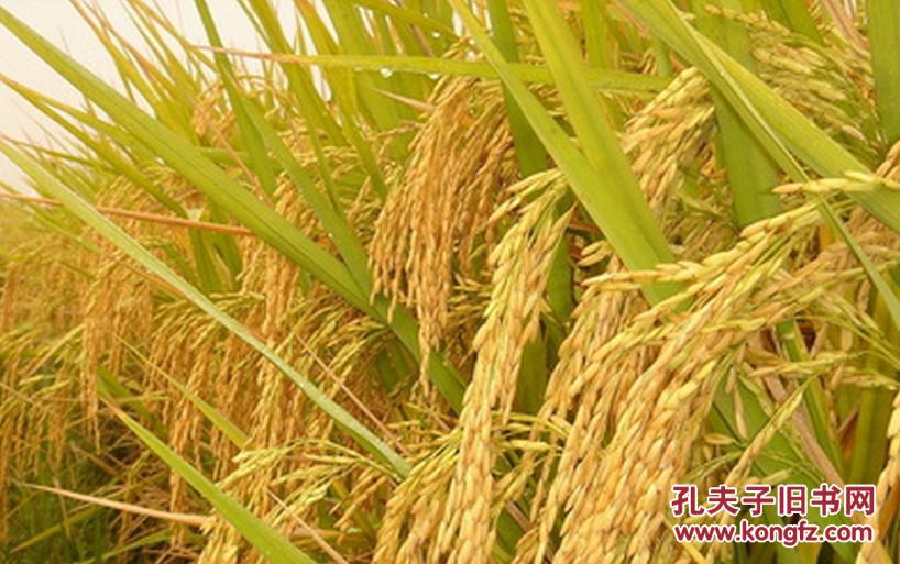 丰收图片大全大图_丰收图片_水稻丰收图片_鹊桥吧