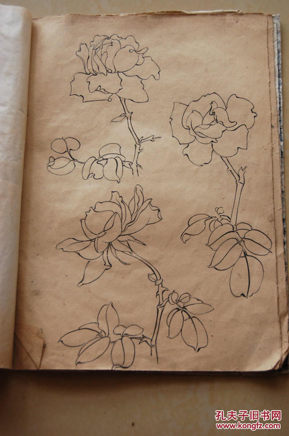 60年代月季花写生图手稿一册