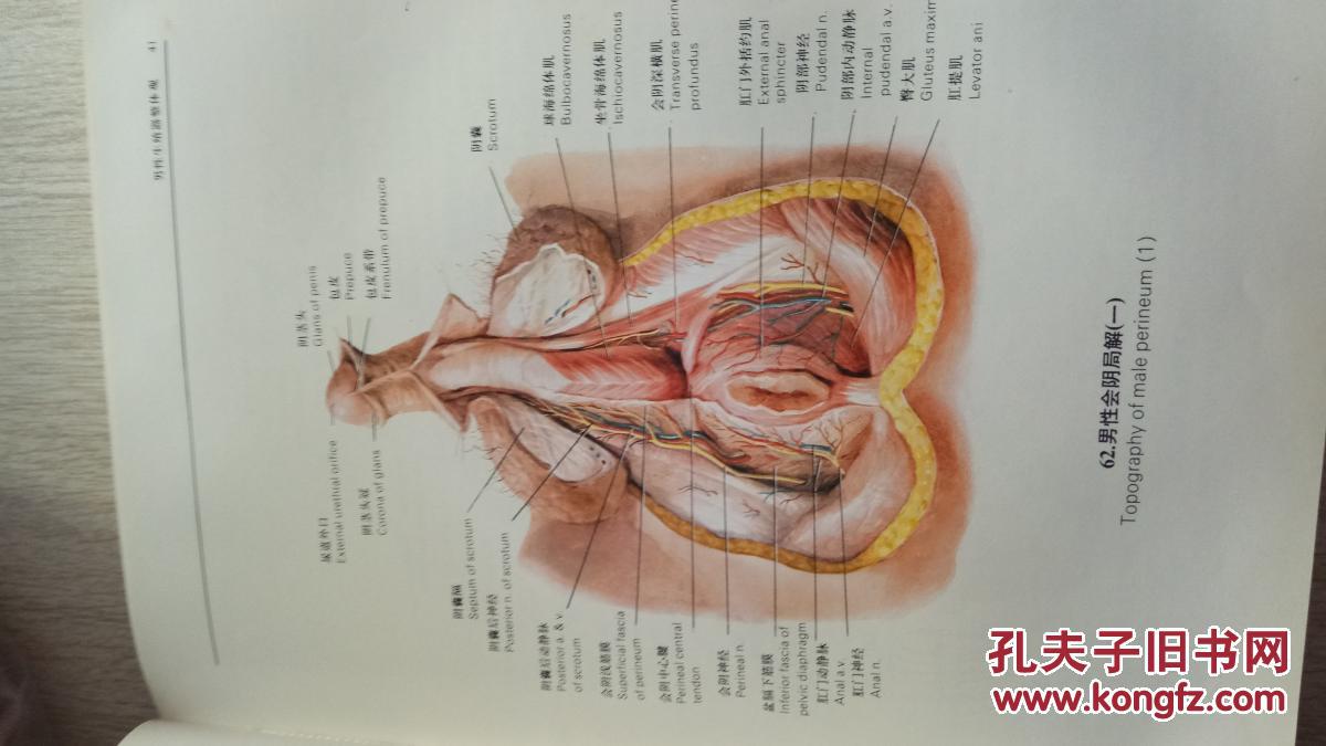 人类生殖调解图谱