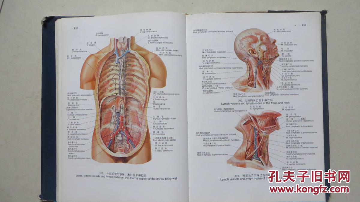 人体解剖彩色图谱
