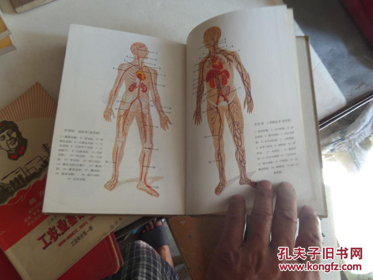 人体解剖生理学 苏联护士学校教学用书 (精装 插图本)