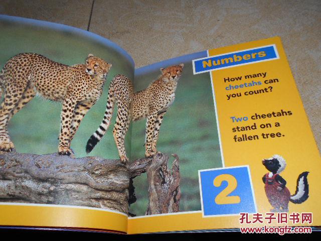 wild animal baby 野生动物宝宝