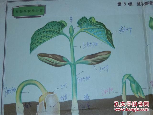 植物学教学挂图(第一辑形态学解剖学及生理学部分.第1