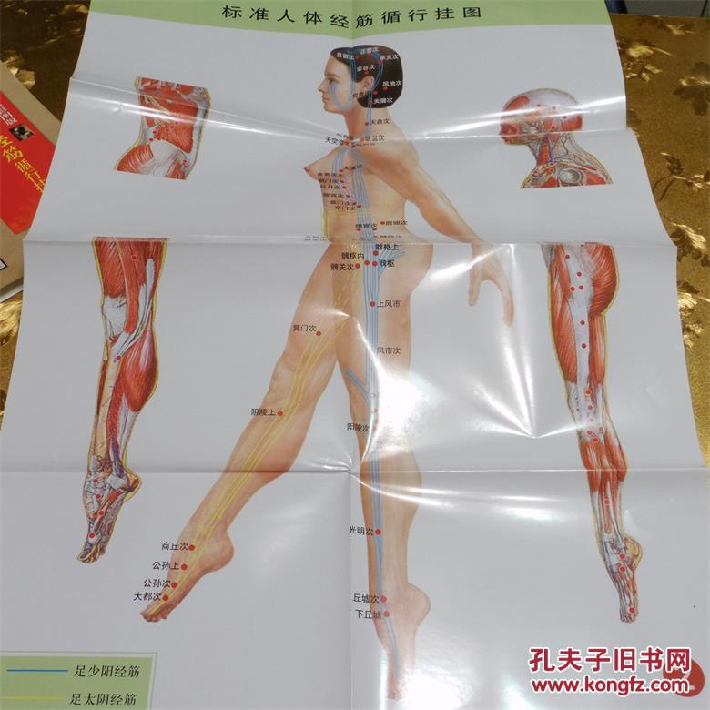 全图解系列丛书:标准人体经筋循行挂图(超值特惠彩图版)编著:刘春山