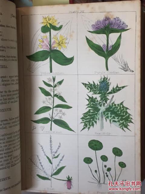 稀缺版,1854年伦敦出版《百科全书,植物学和草药全书》 100手工上色