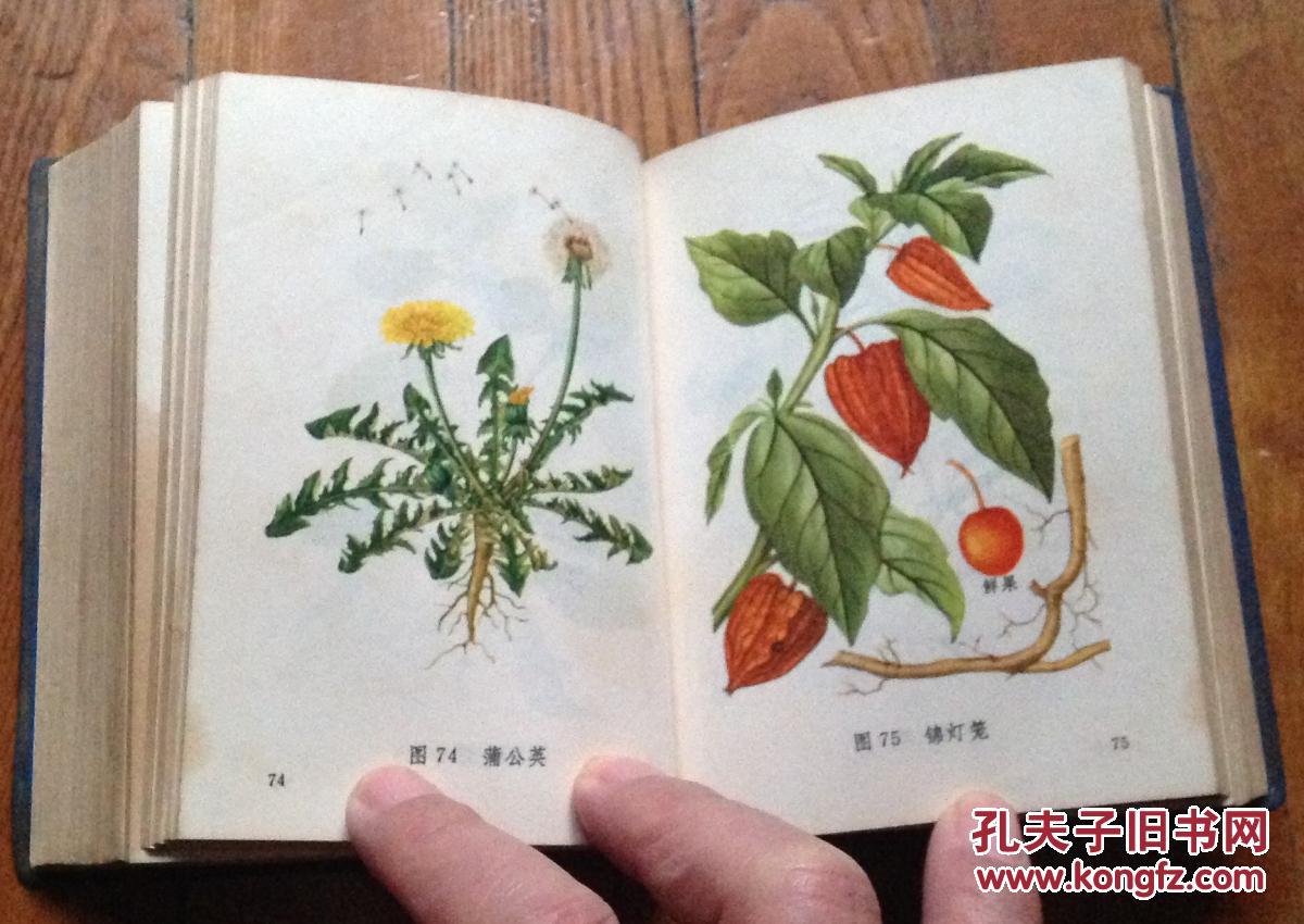 常用中草药图谱