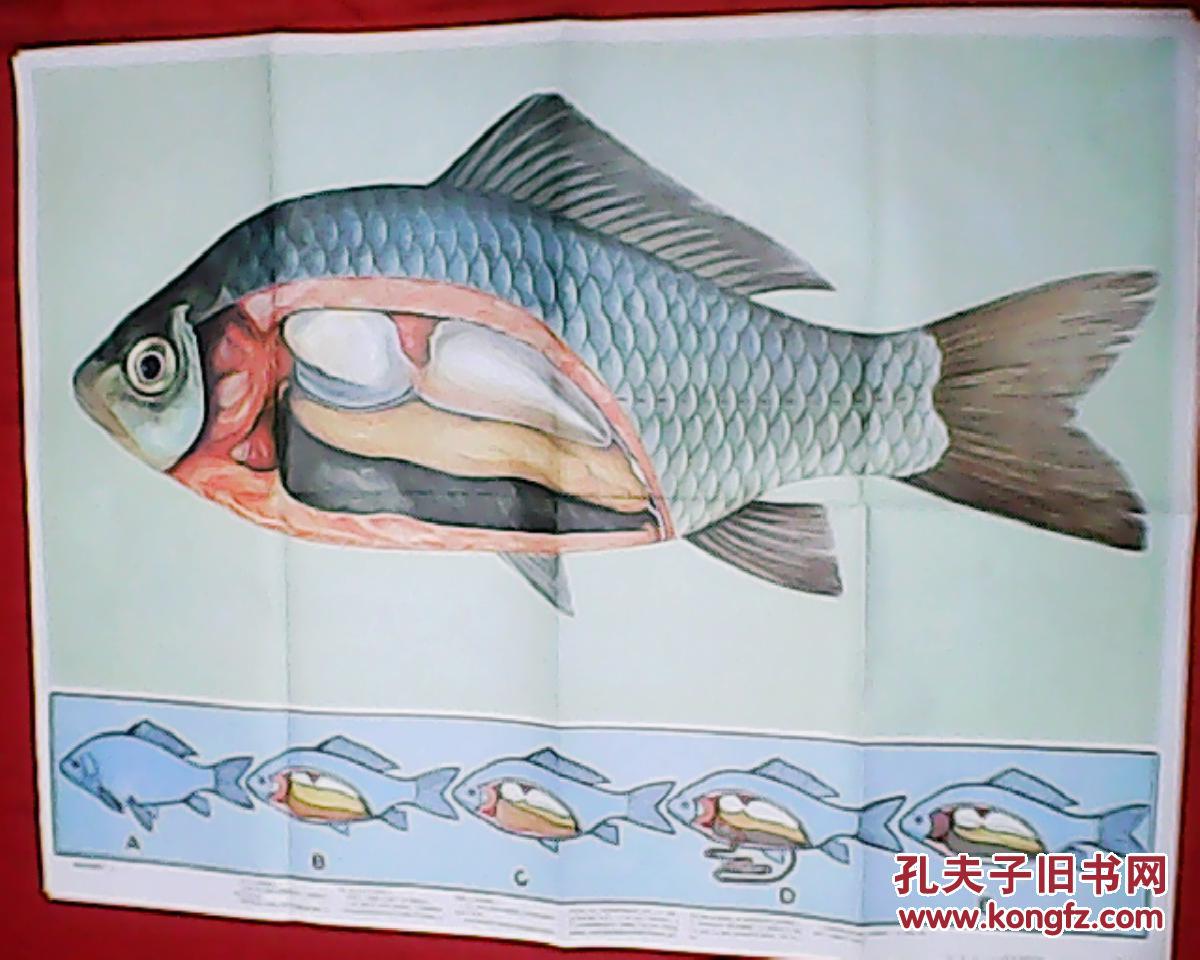 老画家林楚先绘的初中生物教学挂图:鲫鱼的实验解剖 1