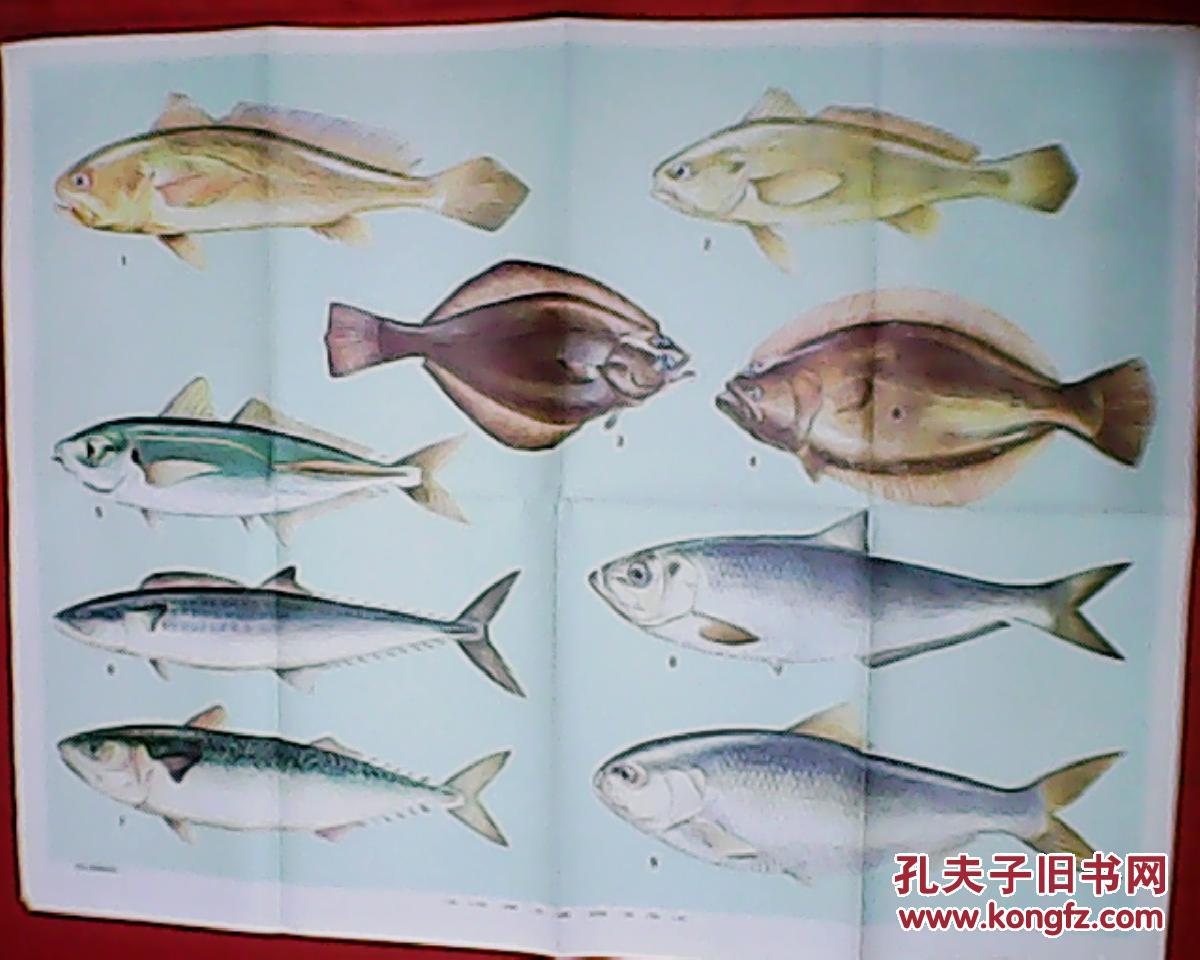 1(此为全开挂图,宽106厘米,高77厘米;本图画有大黄鱼,小黄鱼,高眼鲽