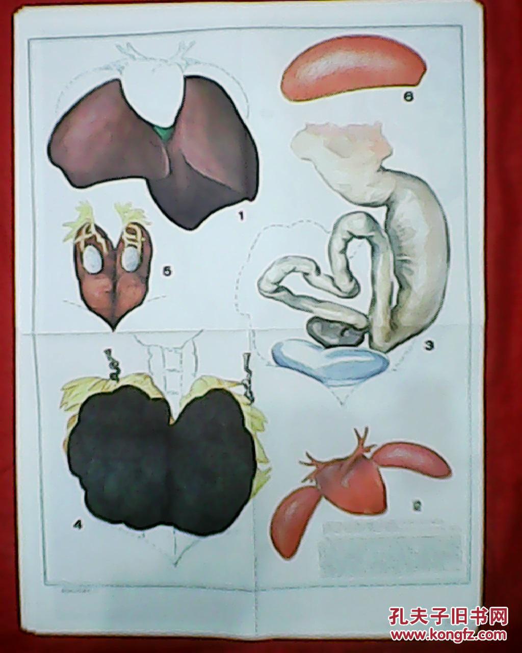 含6幅小图,画有青蛙的内脏器官,如《肝脏和胆囊》,心脏和非,消化管和