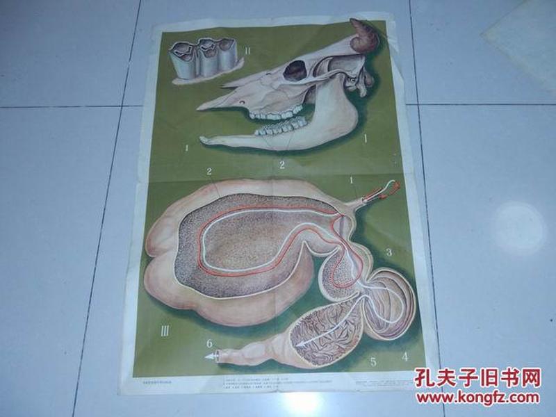 牛的牙齿和牛胃的构造 教学挂图.吴大雄绘图.1965年一