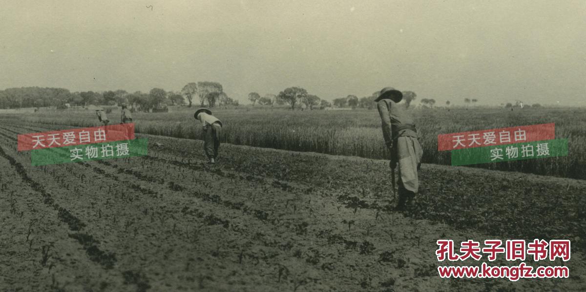 民国1919年中国农业农民耕种水稻老照片