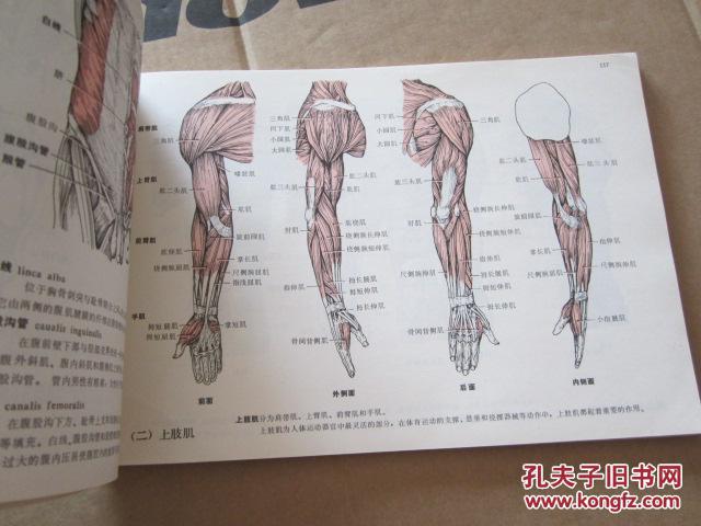 运动解剖学图谱