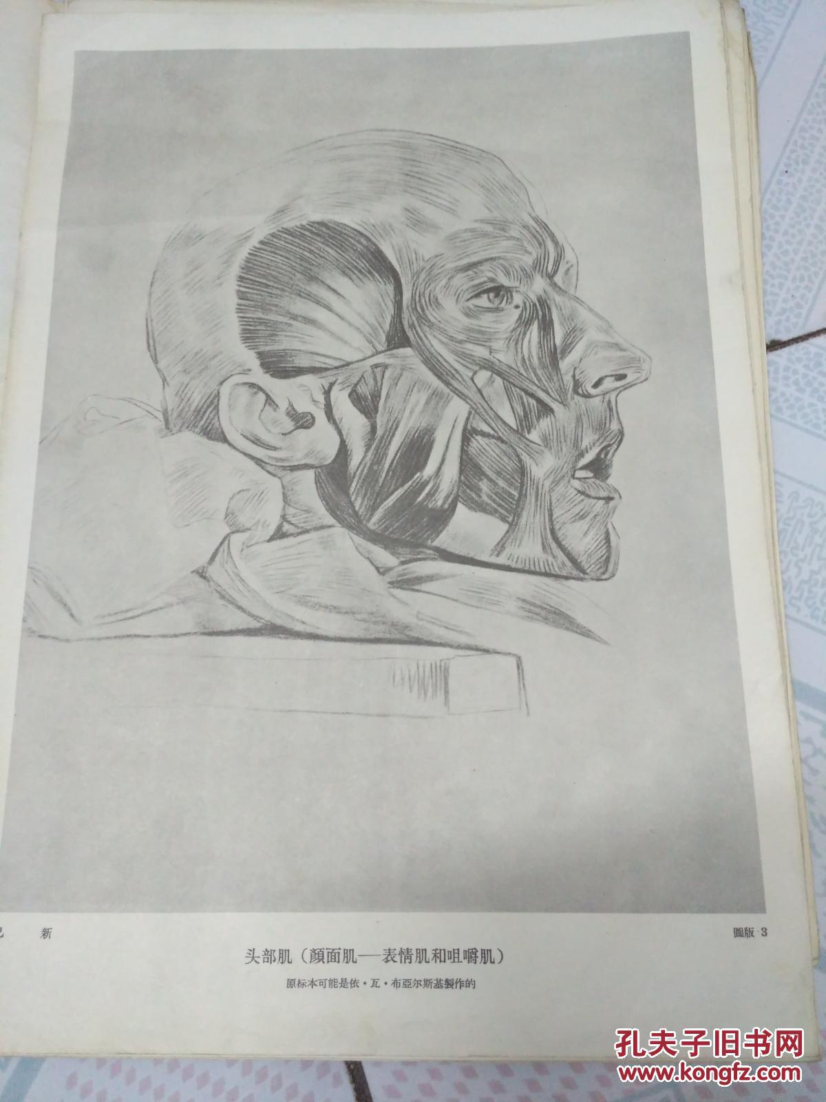 《俄罗斯美术家人体解剖素描集》8开(46页,缺第2页)