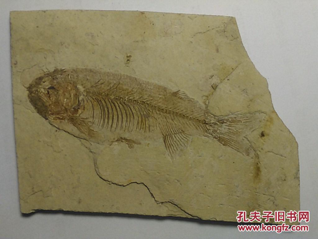 鱼化石