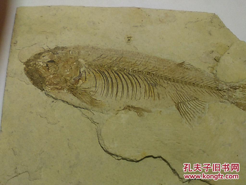 鱼化石