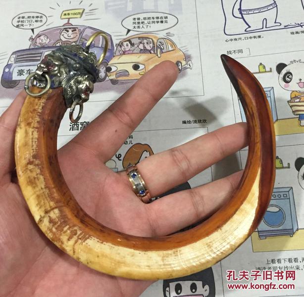 特大号银镶野猪牙挂件