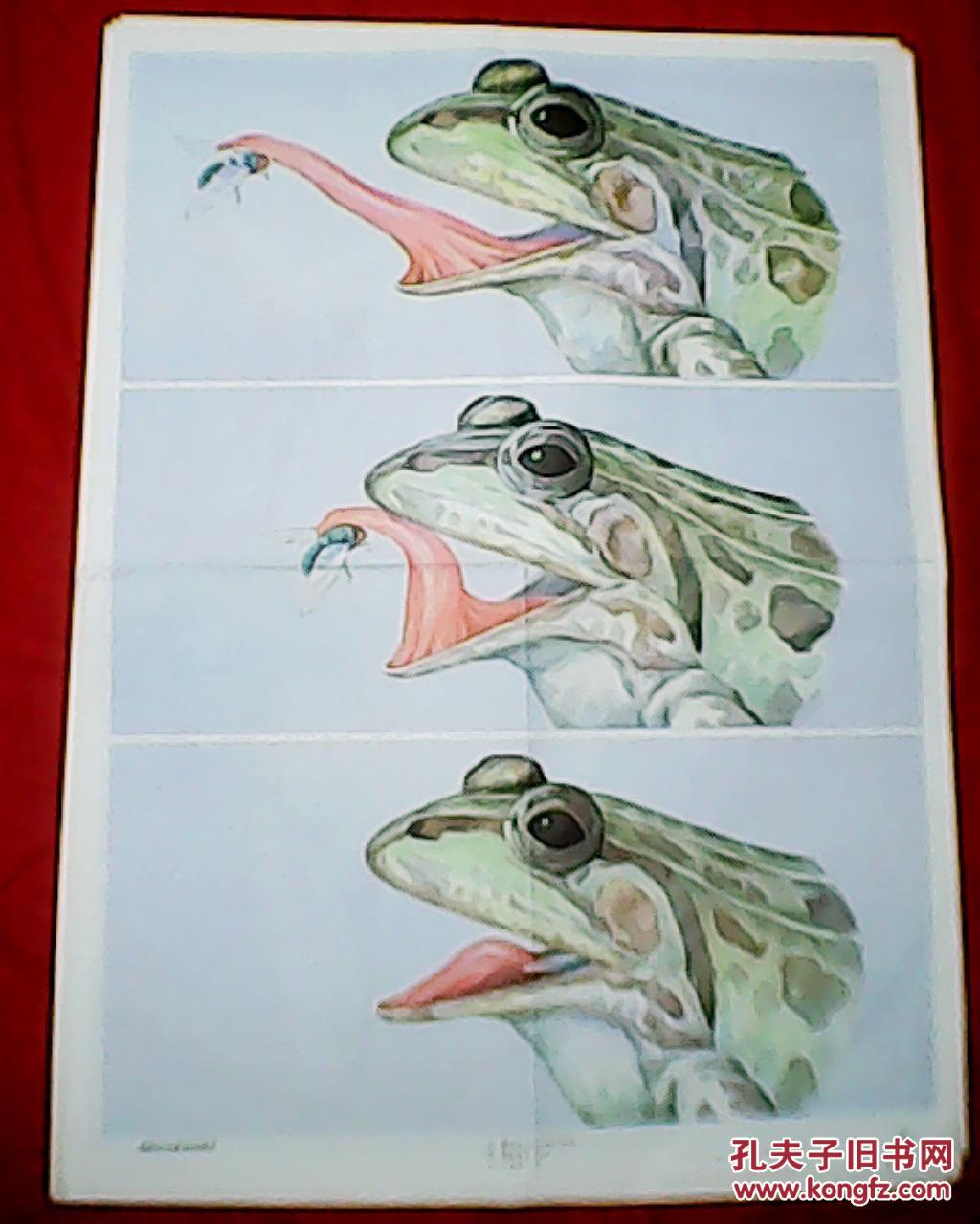 老画家林楚先绘的初中生物教学挂图:青蛙用舌捕虫的情形(此为对开挂图