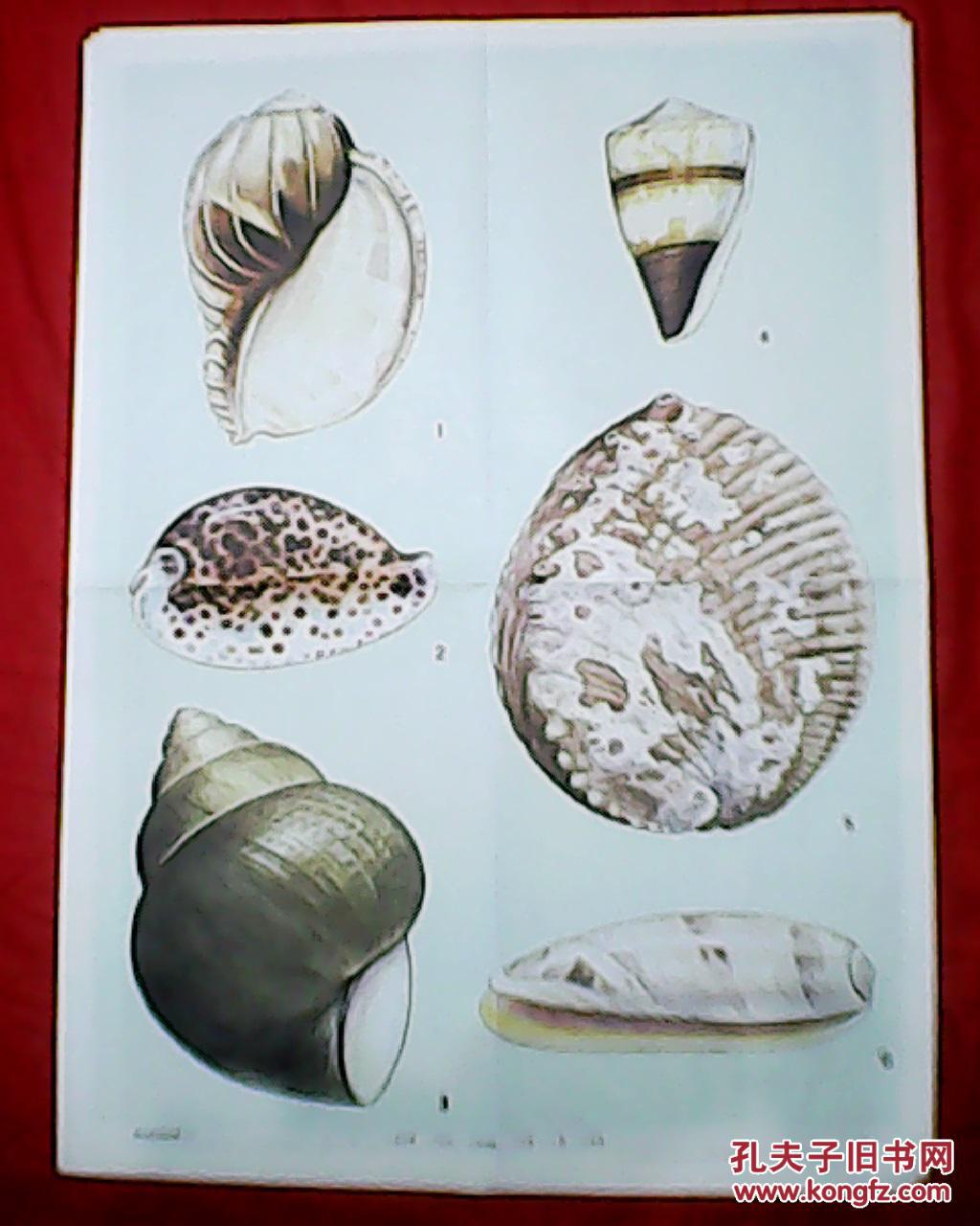 软体动物 1(此为对开挂图,宽53厘米,高77厘米;画有竖琴螺,宝贝,圆田螺