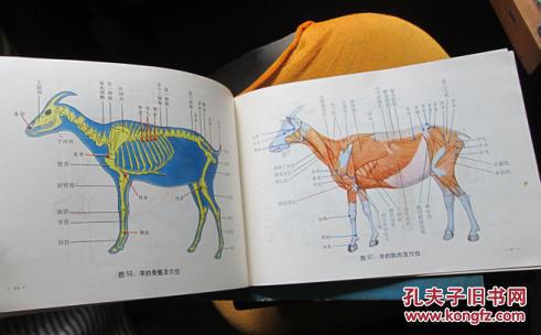 兽医针灸图册【包括猪牛马羊骆驼针灸 烧烙工具 保定方图 解剖图及17