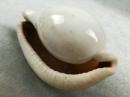 *FWP-少见白色天然老海螺老贝壳一只，形状精致，品相完整