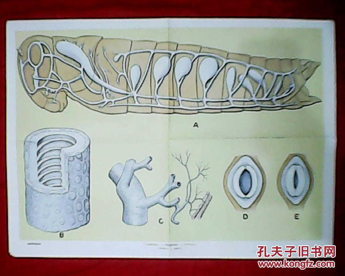 老画家袁兆熊绘的初中生物教学挂图:蝗虫的呼吸系统(此为对开挂图,宽