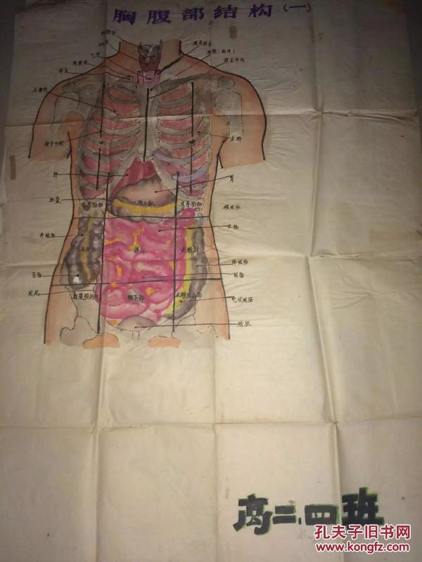 手绘医学人体结构挂图 尺寸约:80cm*100cm