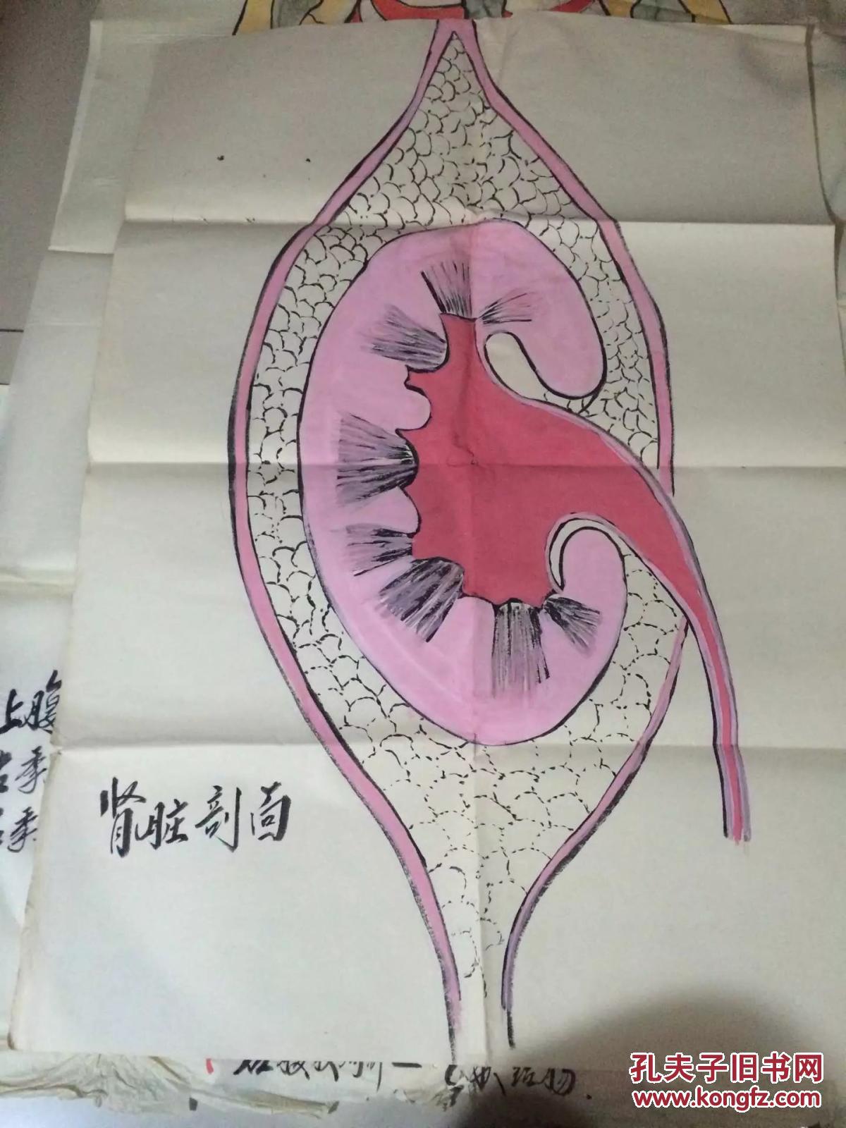 手绘肾脏的位置及肾脏剖面图
