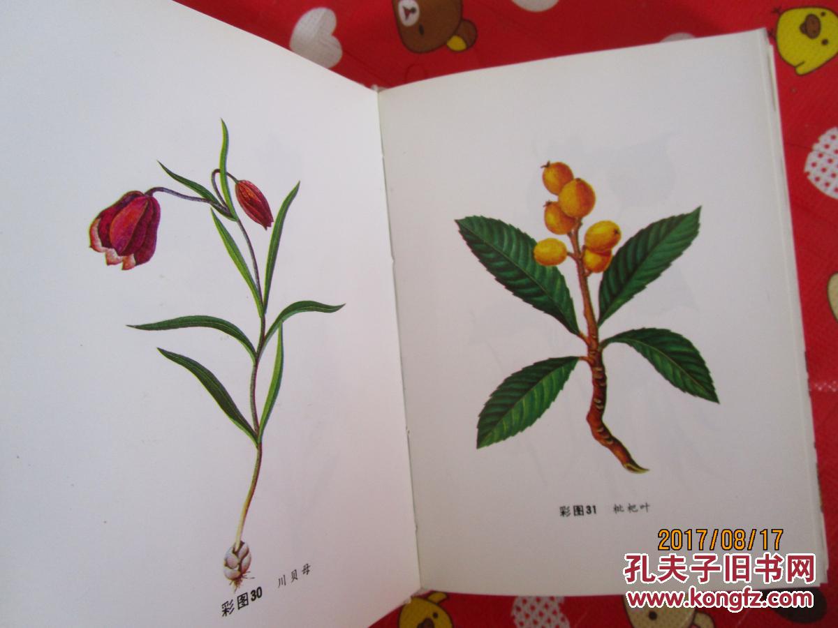 袖珍中草药图本
