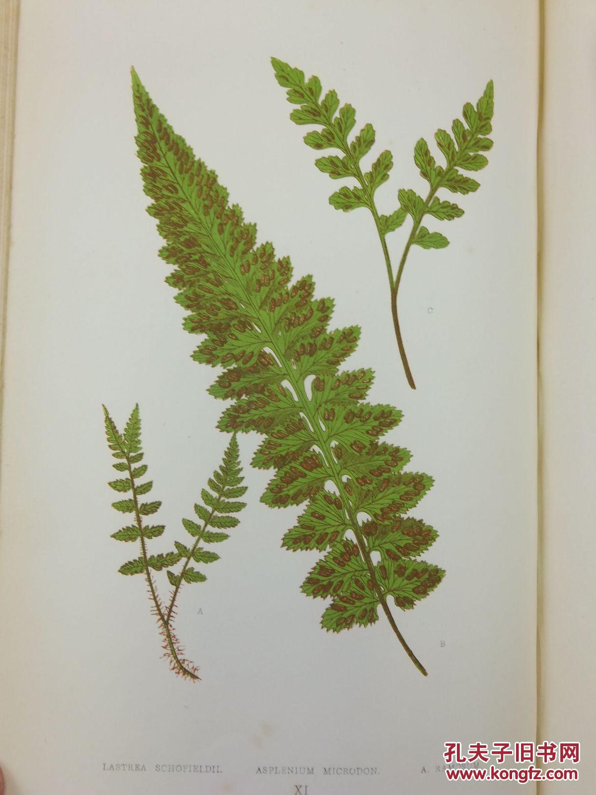 1862年《自然史:新的和罕见的蕨类植物 》 72幅手绘彩色版画,非常精美