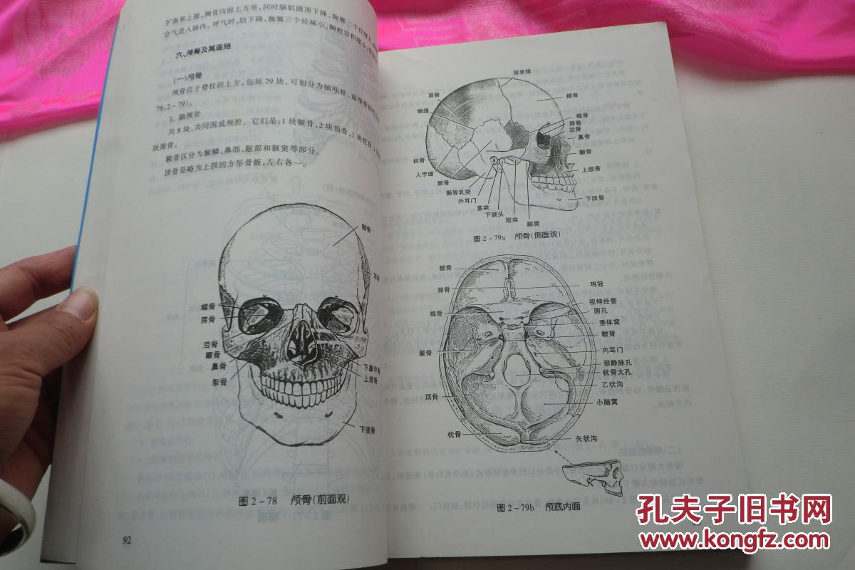 运动解剖学