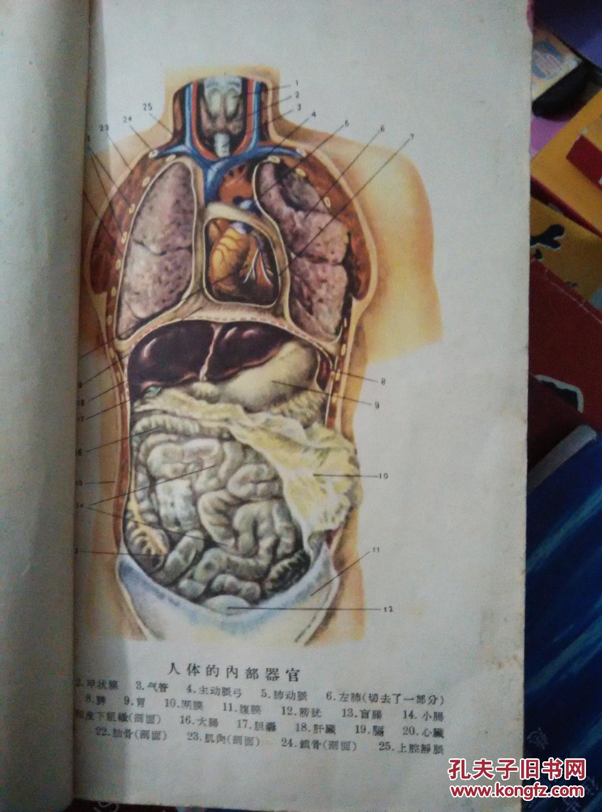 人体解剖生理学(师范学校课本)