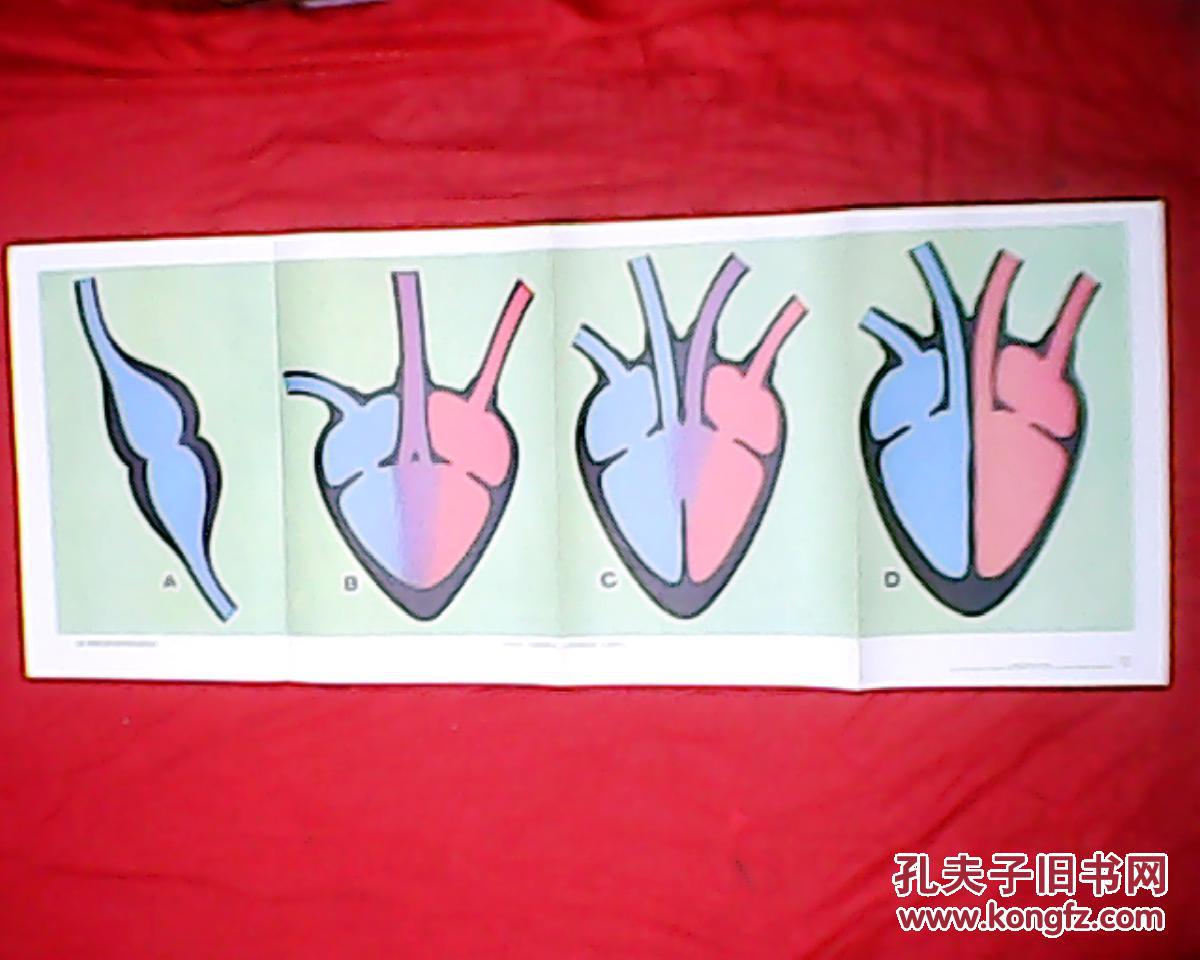 老画家林楚先绘的动物知识教学挂图鱼类两栖类爬行类和鸟类心脏的比较