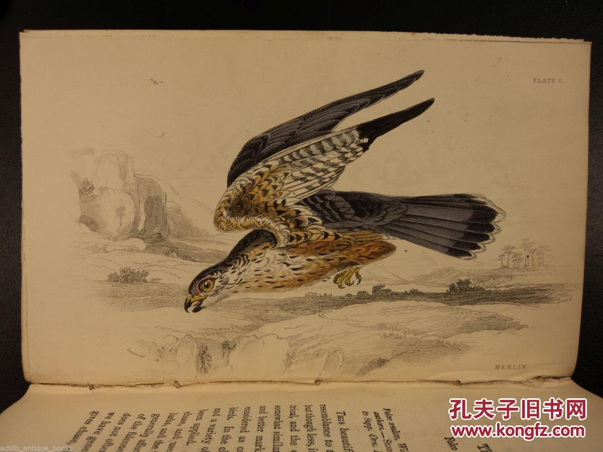 1876年《自然史:鸟类,老鹰猫头鹰猎鹰 》 34幅手绘彩色铜板画 精装