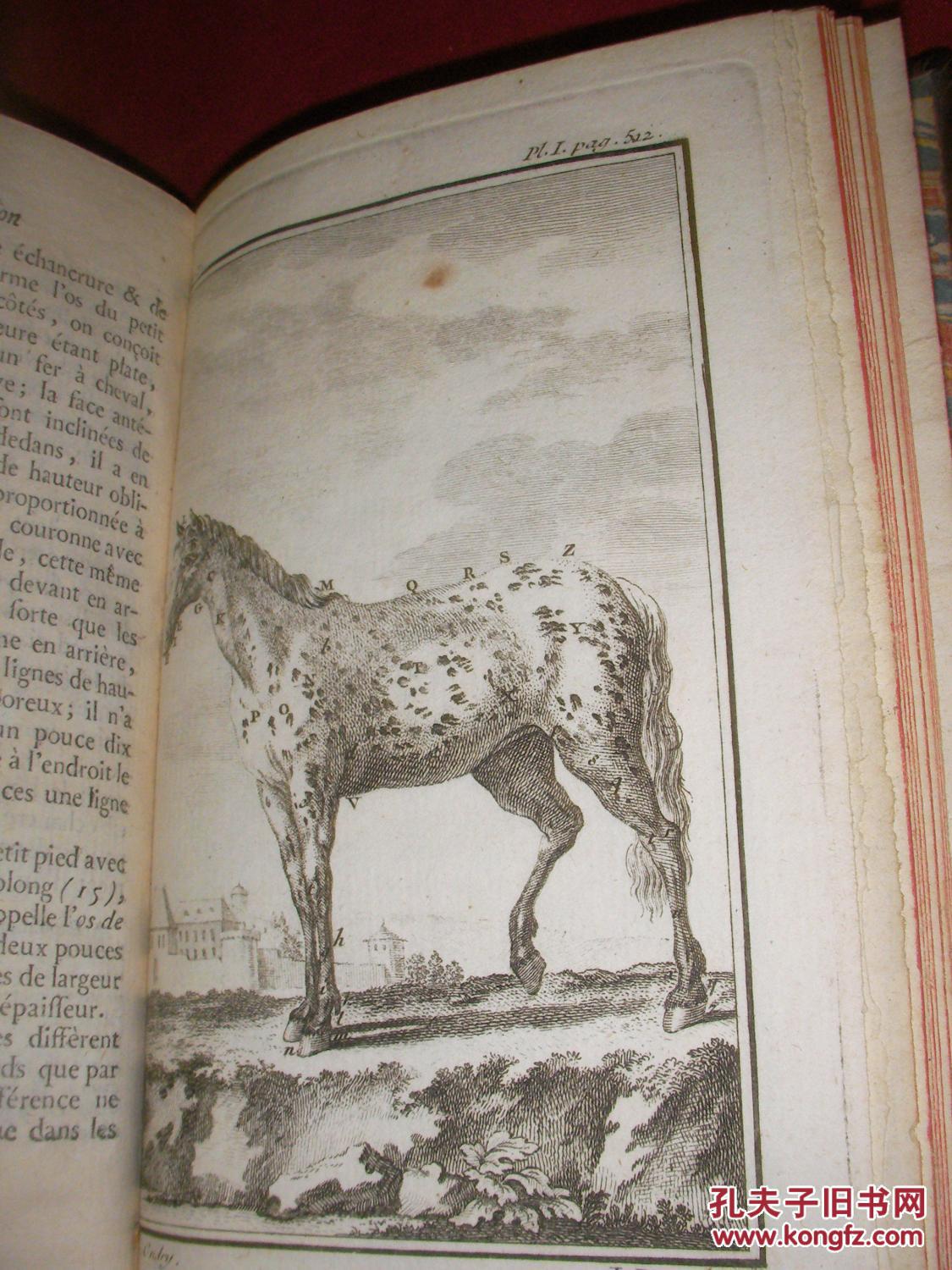 文物级,1753年出版,布冯著《自然史:动物》非常精美的10铜版画.