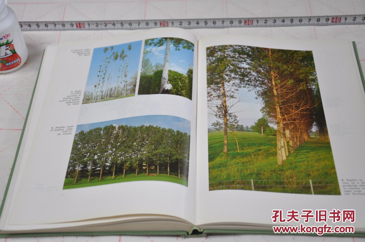 1980年,英文版,联合国粮农组织,意大利出版,杨