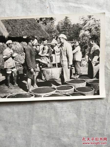 老照片:农民在打谷场上称粮食归仓(五十年代)