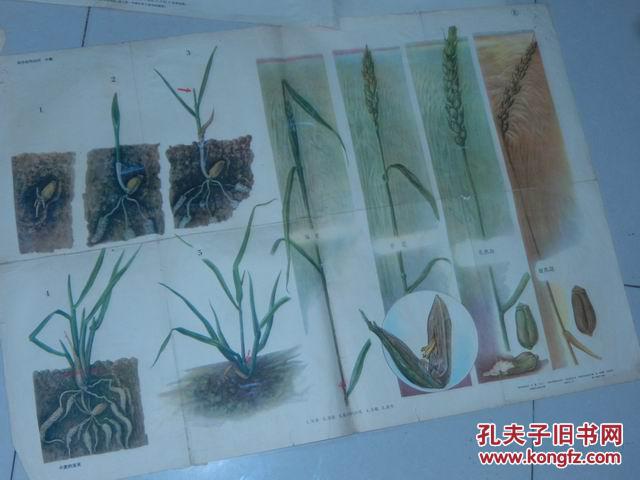教学挂图 小麦的发育.油菜的生长发育过程2张.棉花的
