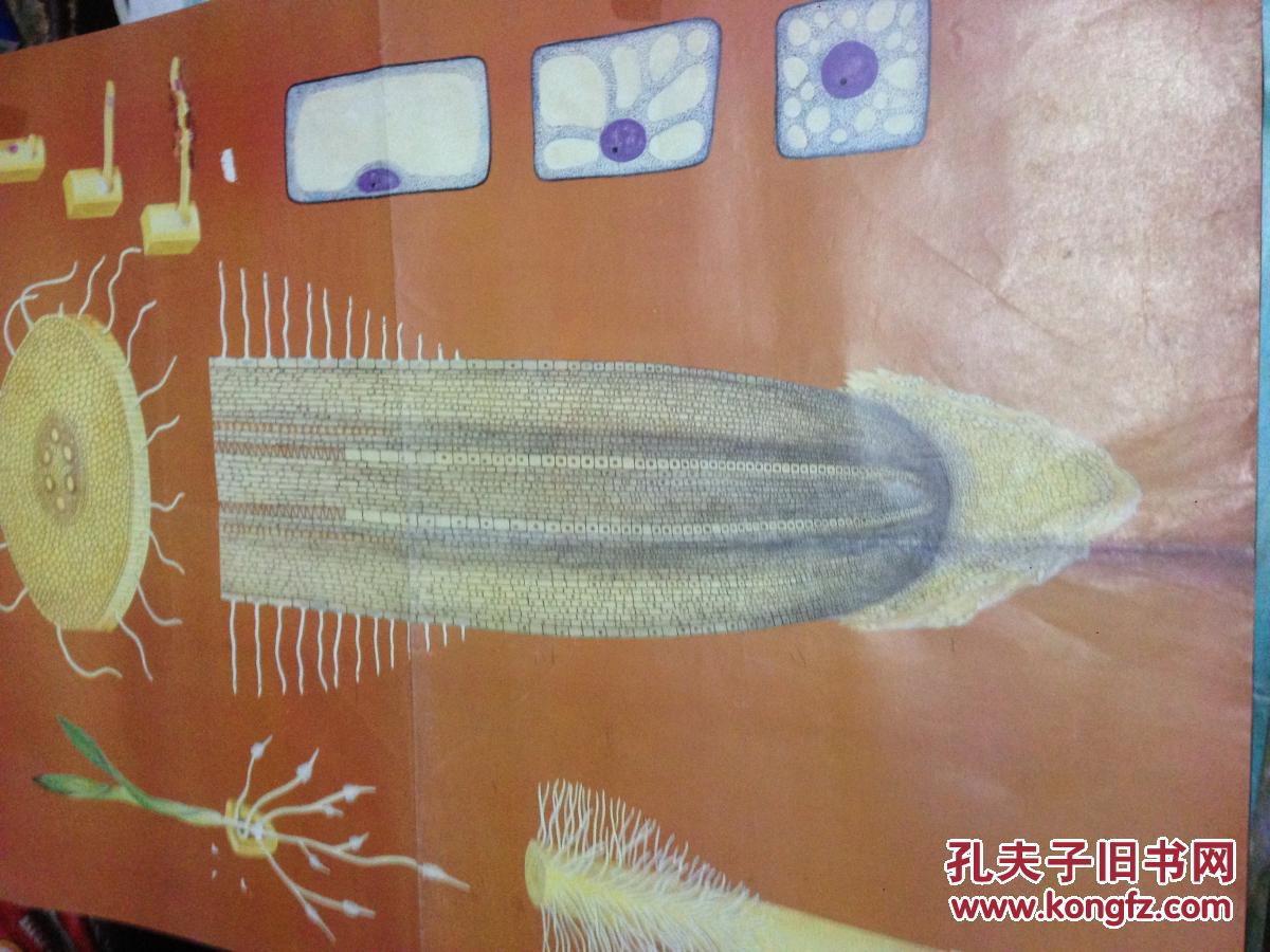中学植物学教学挂图.6.玉米根尖结构