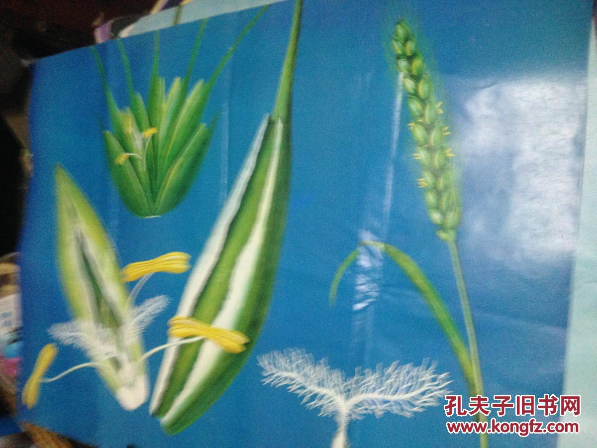 18小麦花的结构