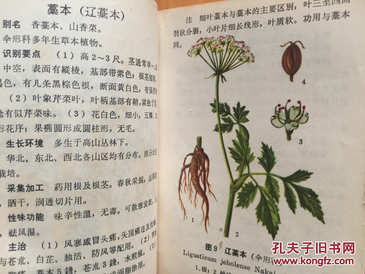 北方常用中草药手册