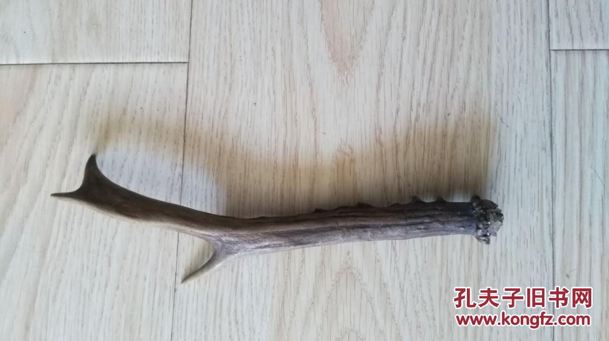 三叉狍子角