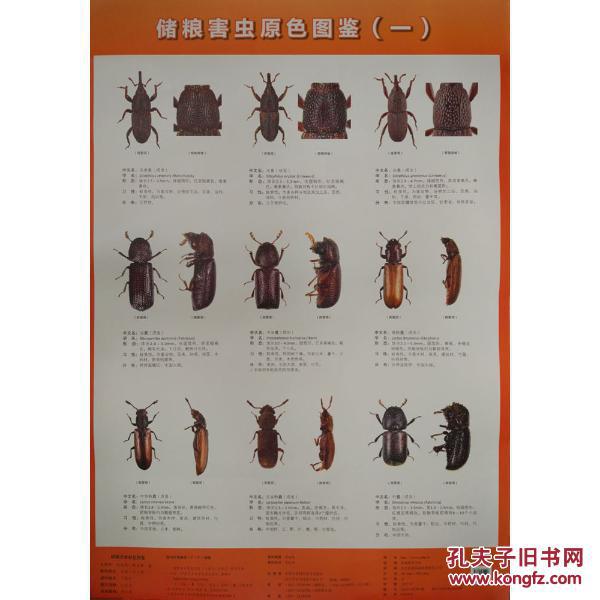 储粮害虫原色图鉴