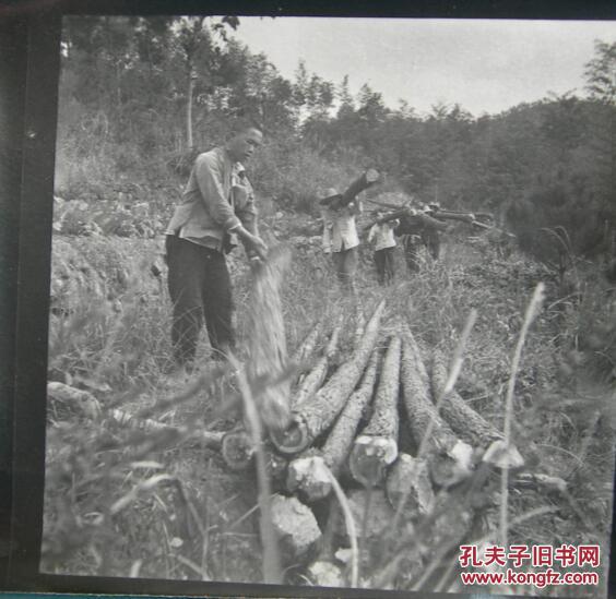 老照片:生产队伐木工.【陌上花开系列】