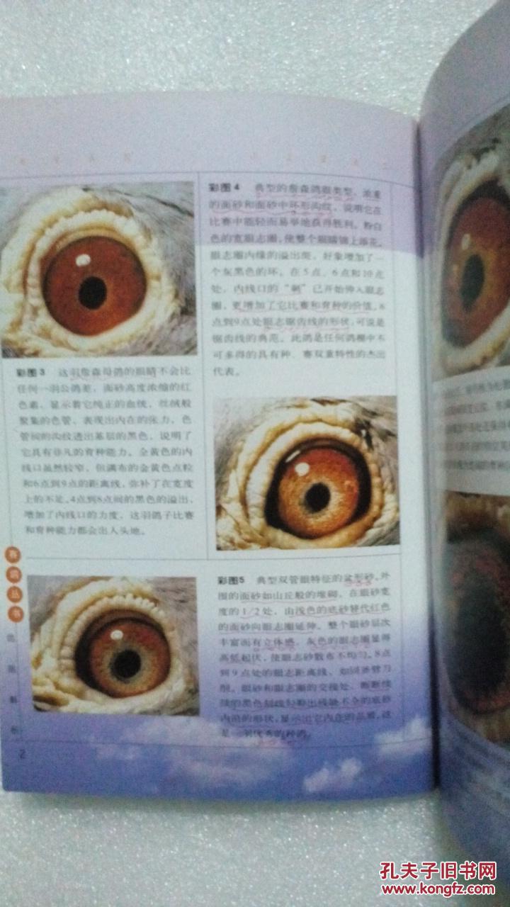 第二次世界大战后鸽眼研究概况,我国的内线口和栉膜理论,鸽眼解剖等