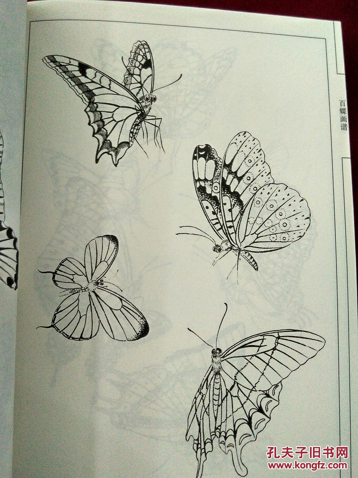中国画线描:白蝶画谱,下图为实物