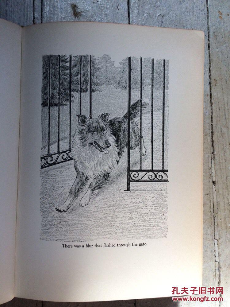埃里克·奈特著《灵犬莱西 marguerite kirmse大量插图 1940年出版