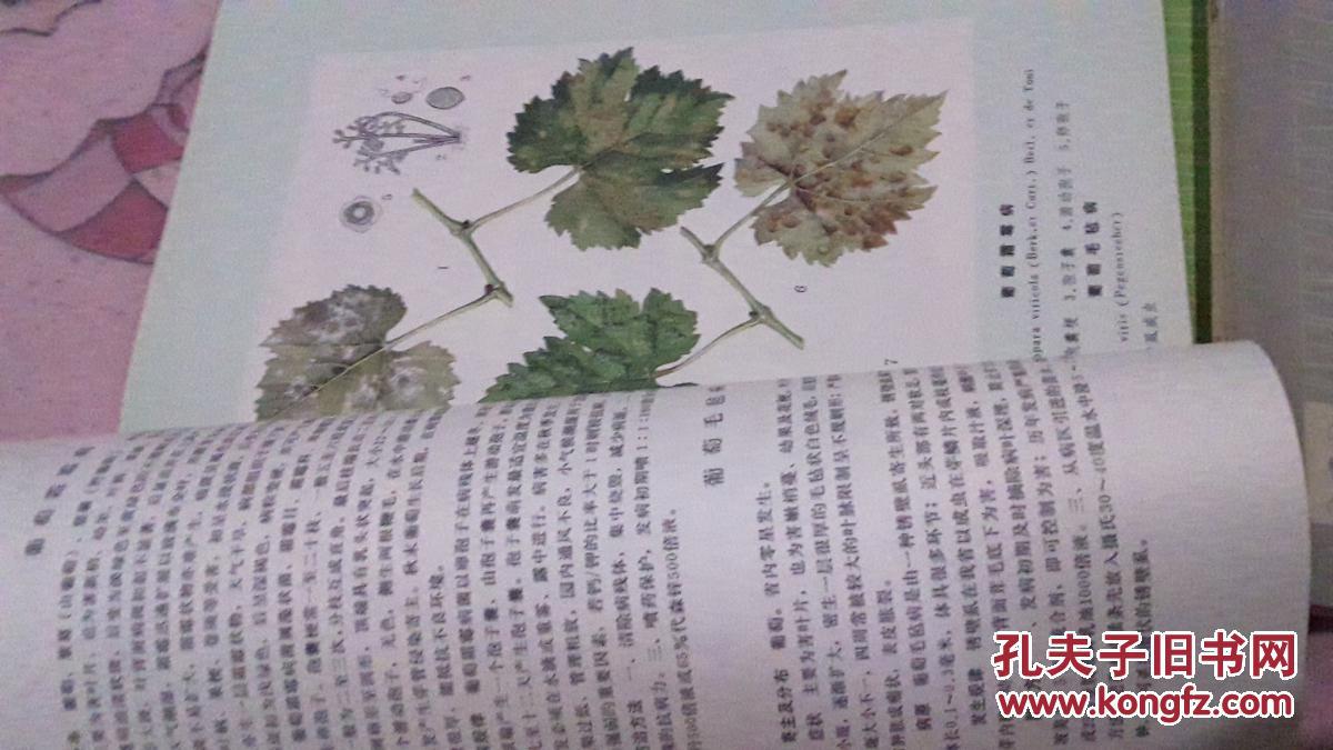 农林简谱_西北农林科技大学(2)